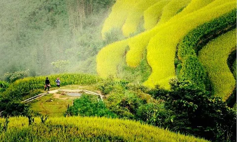 Ngắm biển lúa vàng Hoàng Su Phì và trọn vẹn những mùa hoa rất mộc của Hà Giang