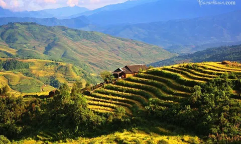 Có một "mùa vàng" trên cao nguyên Y Tý