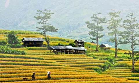 Mù Cang Chải mùa lúa chín – “Bản tình ca Tây Bắc” đẹp đến ngỡ ngàng