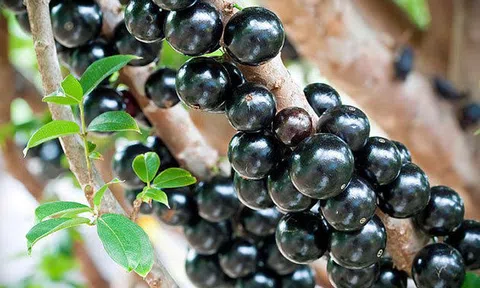 Rộ mốt "nuôi" nho thân gỗ, bỏ ra tiền triệu nhận cành củi khô