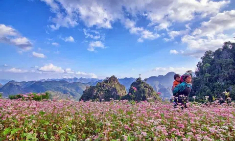Hà Giang mùa hoa tam giác mạch - Ngây ngất nét hồn nhiên