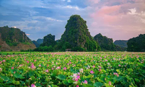 Ninh Bình: Đậm tình lại thơm Sen