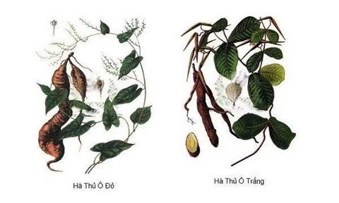 Tóc bạc sớm là cảnh báo của bệnh gì? Có nguy hiểm không? Cách khắc phục hiệu quả hiện tượng tóc bạc sớm ngay tại nhà
