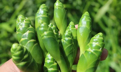 Hoa vùng cao mọc dại trong vườn, dân Hà Nội đua nhau săn đón