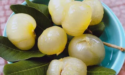 Loại nhãn lạ, giá cao gấp 5 lần nhãn thường vẫn được săn lùng