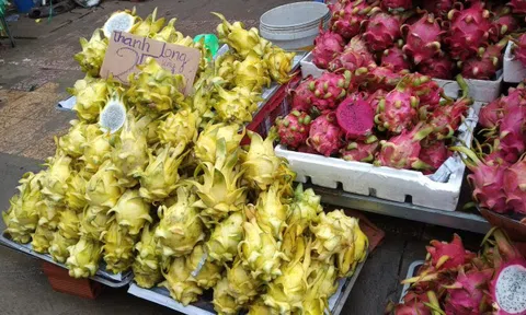 Đặc sản thanh long vàng đổ ra đường, chỉ 25.000 đồng/kg