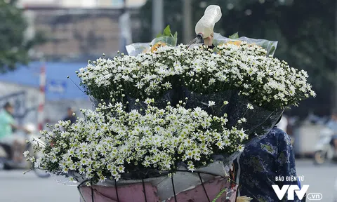 Đông về, mùa cúc họa mi gói trọn những nhớ thương
