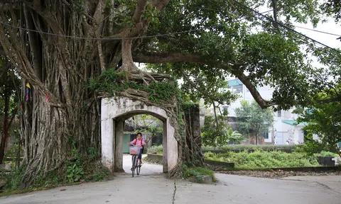 Lạc bước qua những "kiệt tác cổng làng từ rễ cây" độc đáo tại Bắc Bộ
