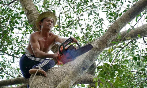 'Vua khỉ' miền Tây