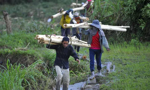 Người dân Quảng Ngãi bán tháo keo non sau bão số 9