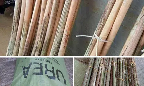 Loại cây gai chi chít, mọc hoang đầy rừng thành đặc sản, giá cả trăm nghìn đồng/kg