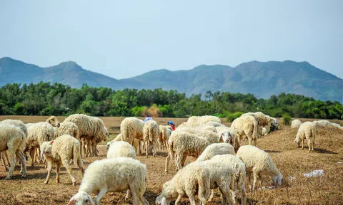 "Dấu chân du mục" trên cánh đồng cừu An Hòa - Ninh Thuận