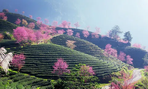 Lặng ngắm vẻ đẹp mê hồn mùa hoa mai anh đào Sapa