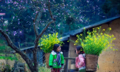 Hà Giang đẹp mơ mộng miên man giữa cánh đồng hoa cải