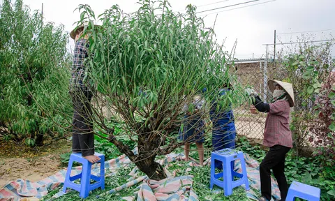 Đào Nhật Tân thay "áo mới" chuẩn bị đón Tết Tân Sửu