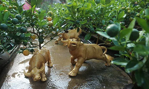 “Trâu vàng cõng quất trên lưng” chờ “xuất xưởng” đón Tết Tân Sửu 2021