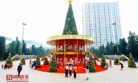 Hà Nội: Hàng loạt cây thông "khổng lồ" trên phố