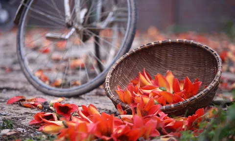 Những mùa hoa ngập tràn cảm xúc ở Hà Nội