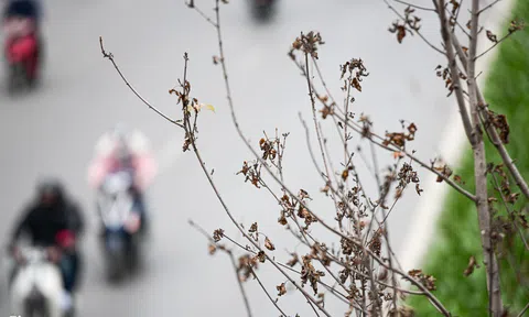 Cây sưa, phong lá đỏ ở Hà Nội héo khô