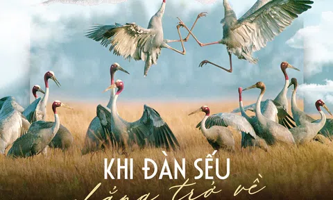 Khi đàn sếu chẳng trở về