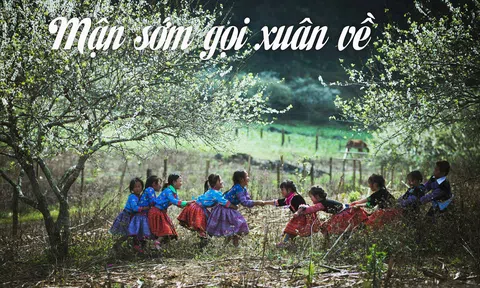 Mận sớm gọi xuân về