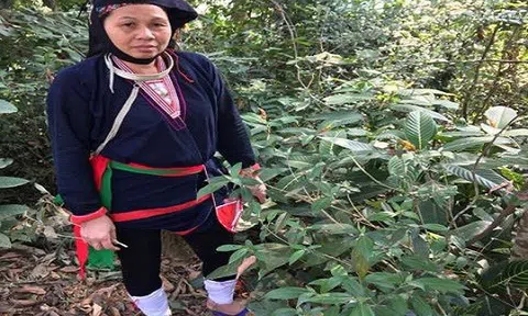 Loại dây 'Vương Tôn trong truyền thuyết' chế biến thành cao cứu người bị xương khớp