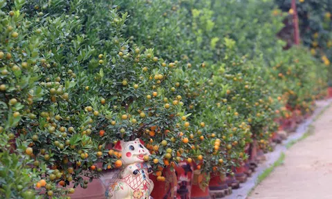 Hà Nội: Những vườn quất Tứ Liên tiền tỷ nhộn nhịp trước Tết