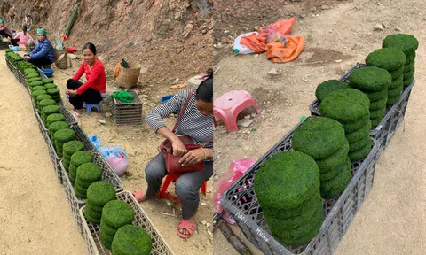 Đặc sản trời cho mọc trên đá ở Tây Bắc