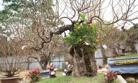 Đào cổ thụ giá trăm triệu ra phố chờ đại gia "rước" về nhà chơi Tết