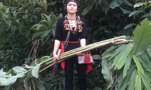 Người 'làm chuột bạch' thử thảo dược bỗng khỏi bệnh, giúp nhiều bệnh nhân khỏi bệnh