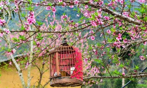 Trải nghiệm một mùa xuân thật đẹp, thật nồng nàn nơi cao nguyên đá Hà Giang