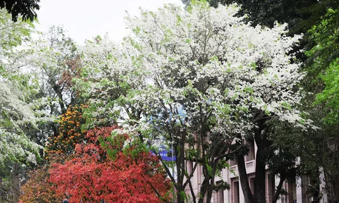 Tháng ba bất chợt một ngàу, trắng tinh hoa sưa về đâу