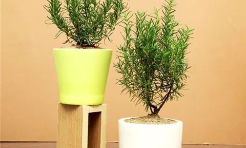 Những loại cây đuổi muỗi hiệu quả vừa làm cây cảnh trang trí trong nhà