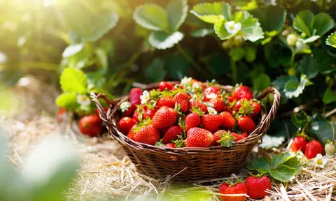 10 lợi ích đáng kinh ngạc của dâu tây