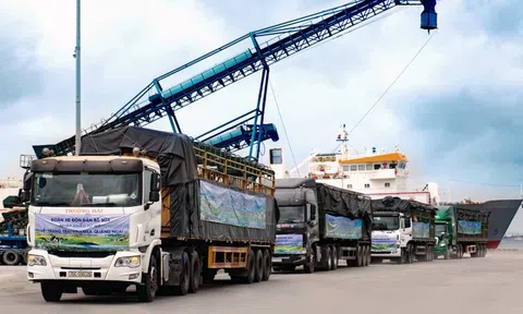 Vinamilk nhập khẩu hơn 2.100 bò sữa HF thuần chủng từ Mỹ về trang trại mới tại Quảng Ngãi