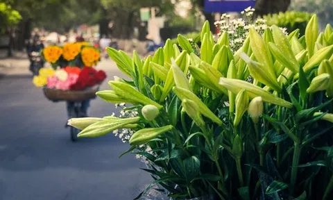 Tháng tư, tinh khôi mùa hoa loa kèn