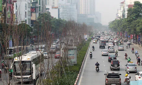 Phong lá đỏ trồng 3 năm không đỏ lá, Hà Nội thay thế toàn bộ bằng loại cây mới