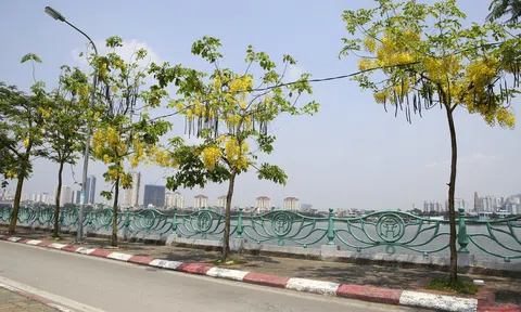 Muồng hoàng yến nở vàng rực khắp đường phố Hà Nội