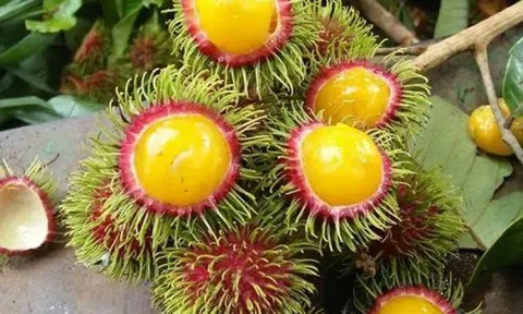 Xuất hiện loại chôm chôm "lạ", các bà nội trợ tò mò "tới tấp" đặt mua