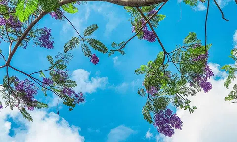 Ngẩn ngơ phượng tím nở giữa lòng Hà Nội