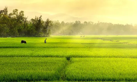 Những cánh đồng lúa Bắc Bộ rộn ràng mùa gặt