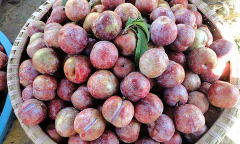 Đặc sản mận tam hoa mất giá quá nửa, mòn mỏi chờ thương lái tới mua