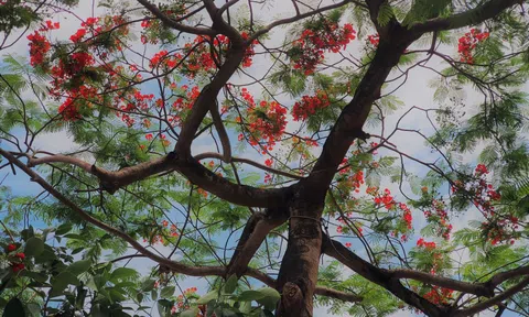 Đi giữa mùa hoa Hà Nội