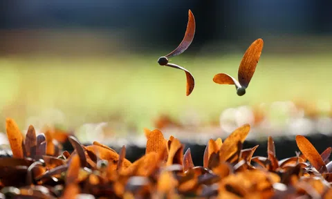 Chò nâu và điệu valse trong gió Sài Gòn