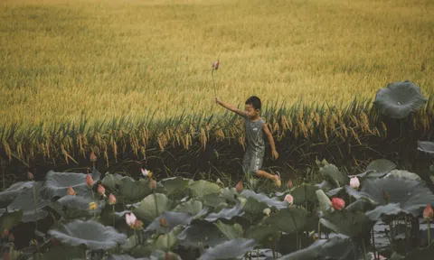 Nhớ mùa vàng làng quê