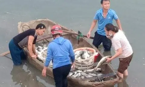 Thanh Hóa: Gần 45 tấn cá lồng chết bất thường trên sông Lạch Bạng