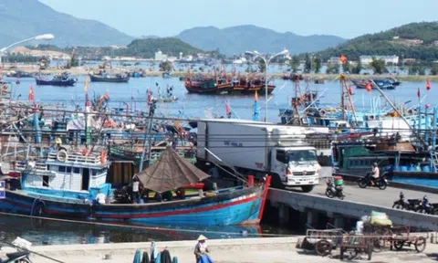 Hơn 300 tấn hải sản đáp ứng cho Đà Nẵng trong thời gian cảng cá Thọ Quang tạm dừng hoạt động do Covid-19