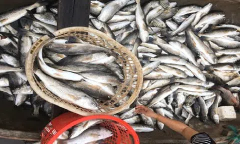 Thanh Hóa: Gần 45 tấn cá lồng trên sông Lạch Bạng bị chết không liên quan đến dịch bệnh