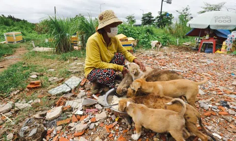 Người đàn bà nghèo cưu mang bầy chó hoang giữa mùa dịch