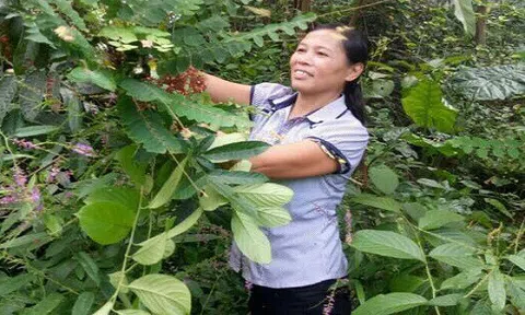 Thầy thuốc mát tay chữa khỏi đau nhức xương khớp nhờ cây rừng